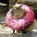 A capybara wearing a large pink frosted donut with sprinkles around its neck.