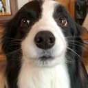 dog custom emote | 冲浪TV