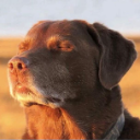 A brown Labrador dog with eyes closed in a look of skeptical judgment.