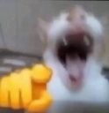 catlaughing Discord Emoji - Mikudes Place