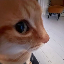 CatSideEye custom emote - Besties Community