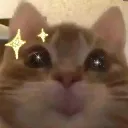 kitty custom emote - Tathastu