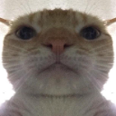 swagcat Discord Emoji - Alphio AI