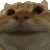 cat_yes animated Discord emote | /𝙀𝙘𝙡𝙞𝙥𝙨𝙚