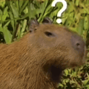 capybara animated GIF emoji - 遊戲小鎮