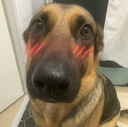 blushingdogwhiningdogmemehmhmhmm Discord sticker | ShimadaX