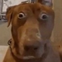 doggo_shiiiii custom emote | The Lumberyard™