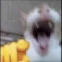 02_mem custom emote | Nashe™ | Social . PFPs . Giveaways . Chill