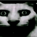 Cat face with wide, unblinking eyes and a distorted, high-contrast appearance.