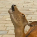 deer_scream Discord Emoji - The Lumberyard™