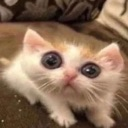 SquonkCat custom emote - Besties Community