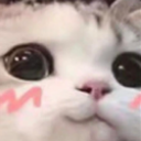 UwUcat Discord Emoji | Besties Community