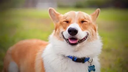 Doggie Discord Emoji - NicoNathans' Server