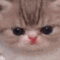 cat_meow animated Discord emote | Niveous Gaming