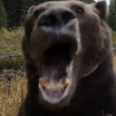 BearReaction custom emote from 1ToP