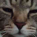 A close-up of a tabby cat with narrowed, suspicious eyes.