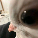 beuteus custom emote - Mundo dos Animes - Br