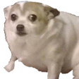 A wide-eyed chihuahua with a concerned and confused facial expression.