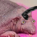 A hairless creature with a black horn on its head looks toward the camera with a confused expression against a pink backgrou…