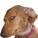 cappingdog Discord sticker from Godforge