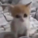 A tiny orange and white kitten looking sad and blurry.