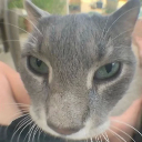 cat_gr Discord Emoji from Crow AI #Renaissance