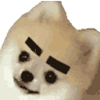 chihuahua animated Discord emote - Makai 18+