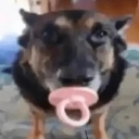German Shepherd dog looking directly at the camera with a pink pacifier in its mouth.