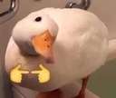 8Ducky Discord Emoji | ☆𝕊𝕥𝕒𝕣𝕝𝕚𝕘𝕙𝕥 𝕀𝕟𝕟☆