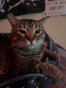 A brown tabby cat looking directly at the camera with a suspicious and judgmental expression.