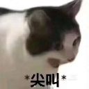 A cat with wide, panicked eyes and a gaping mouth with Chinese text below it.