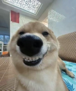 mdogSmile Discord Emoji | Chinese