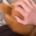 HelloShiba animated emote | DM Request 📪 ⌇ Ask To DM & Chatting ⌇ Non Dating ⌇ Social ⌇ Friendly ⌇ Nitro ⌇Non Toxic