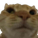 catno animated emote from Fruitful Friendship Forum