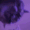 PartyCat animated GIF emoji | Foreign's Server