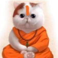 A fluffy white cat wearing orange monk robes and a tilak, sitting in a meditative pose.