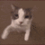 catkiss animated emote - RIZZ HEAVEN | Chill • Hangout • VC • SFW • Events • Friends • Giveaways • Ask to DM • Non Dating