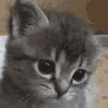 sadKitty animated GIF emoji | Lucid Love ☾  Relationship ⭑ Social ⭑ Gaming ☽