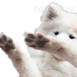 A fluffy white dog performing a dab pose with its paws extended.