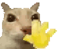catwave animated Discord emote - BRP | Border Roleplay