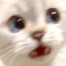 CatWhaa custom emote from DM Request ¹⁸⁺  📪 ⌇ Adult Only  ⌇ sᴘʀᴇᴀᴅ Love ⌇  Non Toxic  ⌇Connection  ⌇ 𝓷𝓸𝓷  Dating