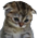 sadness custom emote from The Moderation & Leadership Academy & Institute [MLAI]: