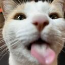 A close-up of a white and orange cat with its tongue sticking out in a silly expression.