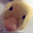 A fluffy yellow duckling stares directly into the camera with a blank, intense expression.