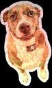 shinydoggo Discord Emoji - Serenity