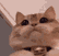 modCheck animated GIF emoji from 🦄🌸Gatos Cósmicos🌸🦄