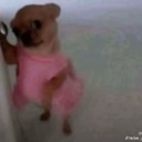 A small chihuahua wearing a pink dress stands looking confused and slightly tilted.