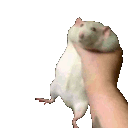 RatShake animated emote | Niveous Gaming
