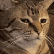 Stare animated GIF emoji - ATGs (All The Gamers)