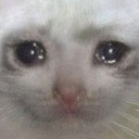 sadcat Discord Emoji - Roblox LatinoAmerica⭐